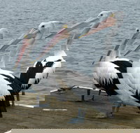 Pelican Feeding - Accommodation Gold Coast