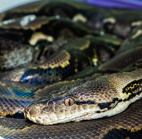 Serpentarium Wildlife Park Tasmania - Accommodation Gold Coast 1