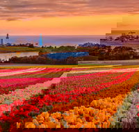 Table Cape - Accommodation Gold Coast