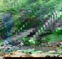 Tamborine National Park - Accommodation Gold Coast