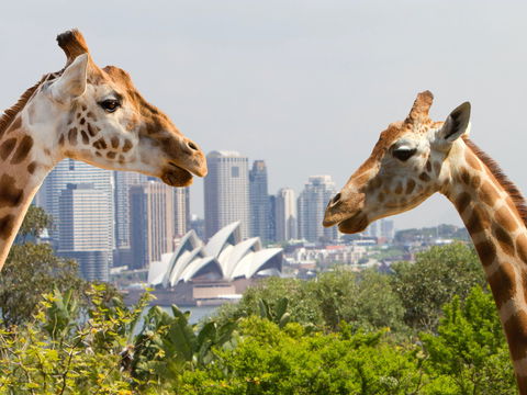 Taronga Zoo Combo Pass - Accommodation Gold Coast 0