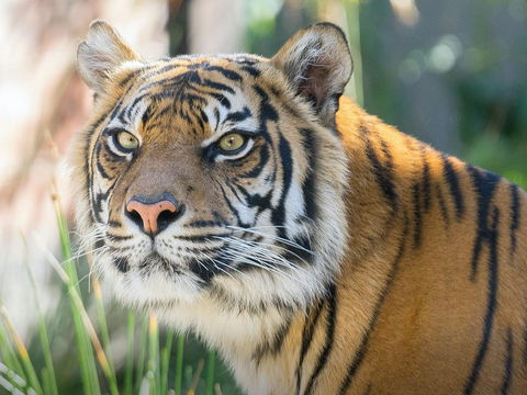 Taronga Zoo Combo Pass - Accommodation Gold Coast 2