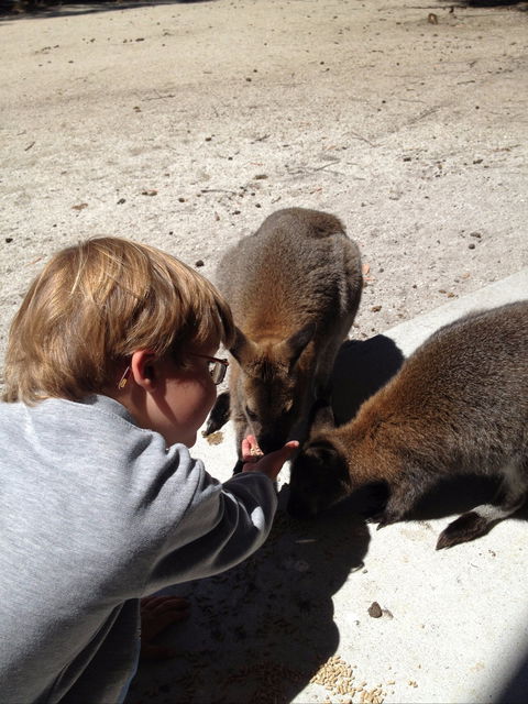 The Patriarch Wildlife Sanctuary - Accommodation Gold Coast 1