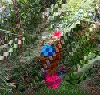 TreeTop Challenge - Sunshine Coast - Gold Coast 4U