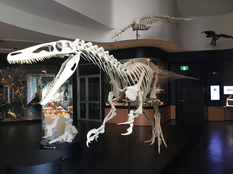 UNE Natural History Museum - Accommodation Gold Coast 0