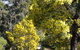 Wattle Park - thumb 0