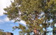 Wattle Park - thumb 2