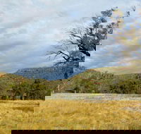 Weddin Mountains National Park - Accommodation Gold Coast