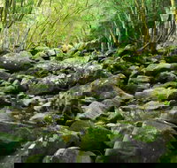 Wodi Wodi Walking Track - Accommodation Gold Coast