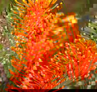 Wongan Hills Wildflowers - Accommodation Gold Coast