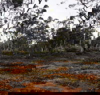 Woylie Walk Dryandra Woodland - Accommodation Gold Coast