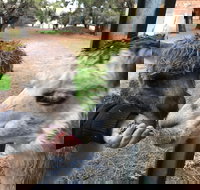 Alpaca Farm Experience at Crookwell - Accommodation Gold Coast