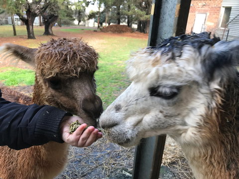 Alpaca Farm Experience At Crookwell - Accommodation Gold Coast 0