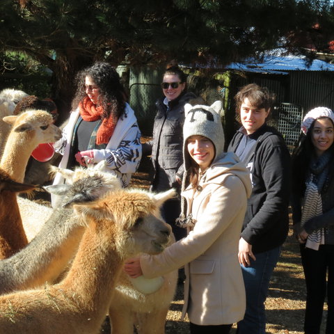 Alpaca Farm Experience At Crookwell - Accommodation Gold Coast 2