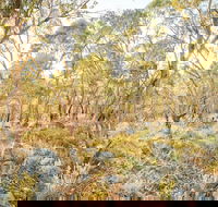 Alpine Views Walk - Accommodation Gold Coast