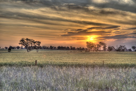 Ardlethan - 1 Gold Coast 2