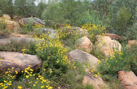 Ben Hall's Cave Walking Track - Accommodation Gold Coast 0