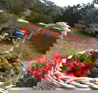 Blue Hills Berries and Cherries - Accommodation Gold Coast