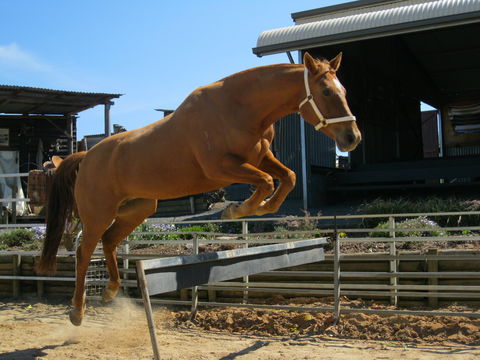 Boggy Creek Show - Accommodation Gold Coast 1