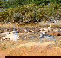 Cape Keraudren Nature Reserve - Gold Coast 4U