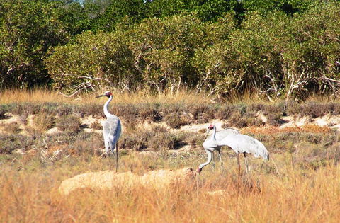 Cape Keraudren Nature Reserve - Accommodation Gold Coast 0