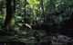 Cape Tribulation, Daintree National Park - thumb 2