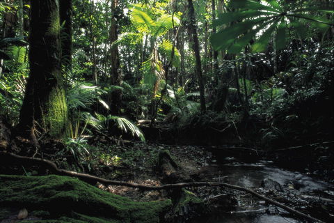 Cape Tribulation, Daintree National Park - Accommodation Gold Coast 2