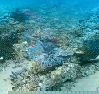 Child Island Dive Site - Accommodation Gold Coast
