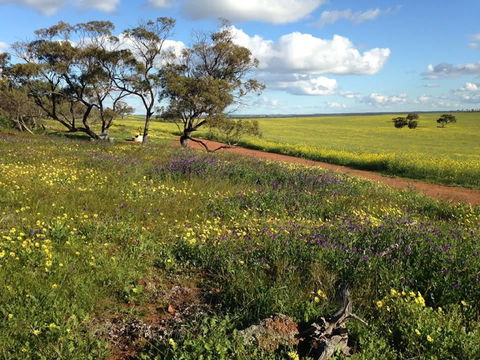 Coorow Wildflower Drive - Accommodation Gold Coast 0
