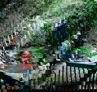 Curtis Falls track Tamborine National Park - Accommodation Gold Coast