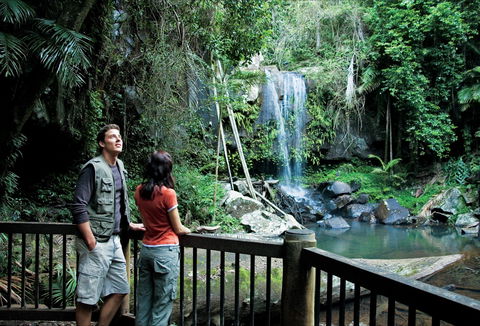 Curtis Falls Track, Tamborine National Park - Accommodation Gold Coast 0