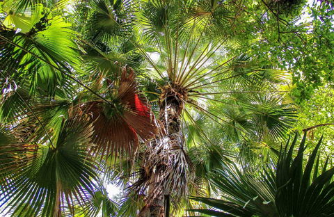 Depot Beach Rainforest Walk - Accommodation Gold Coast 0