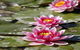 Dubbo Regional Botanic Garden - Closed Until Further Notice - thumb 2