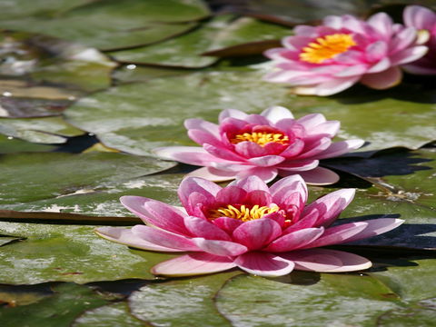 Dubbo Regional Botanic Garden - Closed Until Further Notice - Accommodation Gold Coast 2