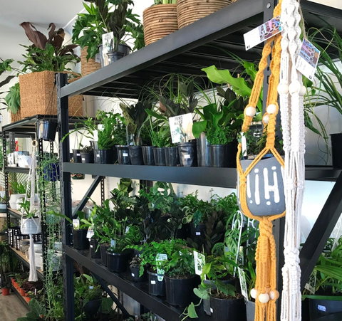 Fancy Plants - Accommodation Gold Coast 0
