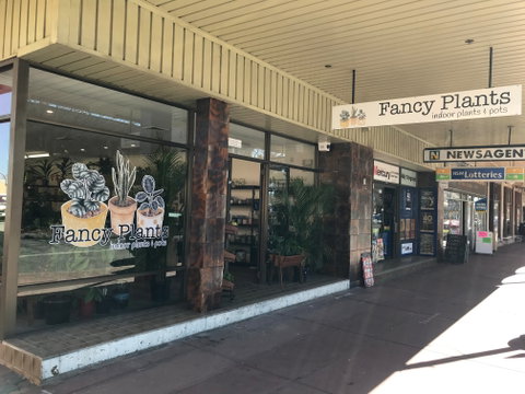 Fancy Plants - Accommodation Gold Coast 1