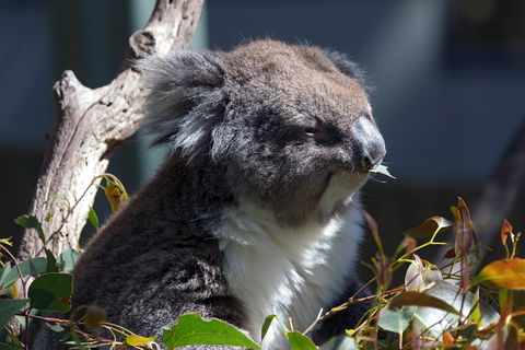 Gorge Wildlife Park - 1 Gold Coast 0