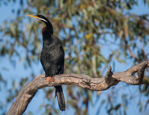 Greenough River Nature Trail - Accommodation Gold Coast 0