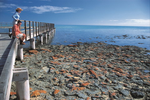 Hamelin Pool Stromatolites - 1 Gold Coast 0