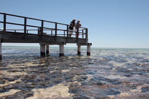 Hamelin Pool Stromatolites - 1 Gold Coast 1
