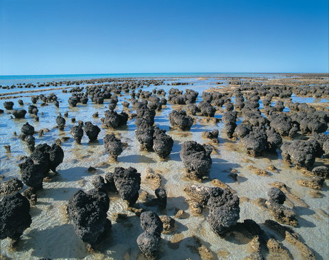 Hamelin Pool Stromatolites - 1 Gold Coast 2