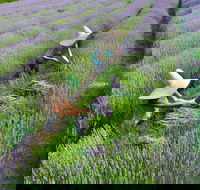 Lavandula Swiss Italian Farm - Accommodation Gold Coast