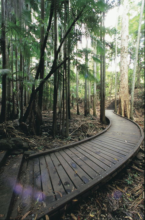 Mapleton Falls National Park - Accommodation Gold Coast 1