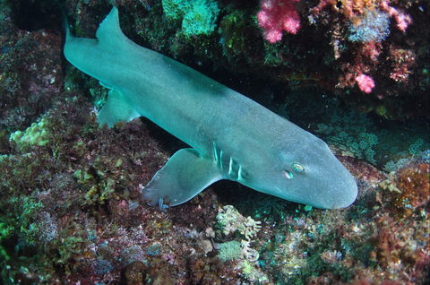 Middle Reef Dive Site - Accommodation Gold Coast 0