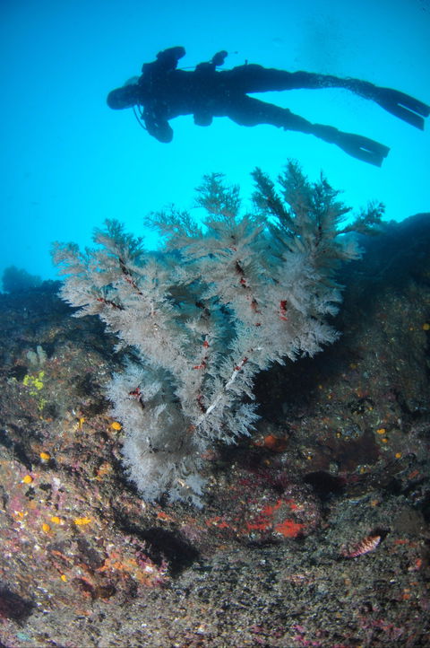 Middle Reef Dive Site - Accommodation Gold Coast 1
