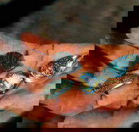 Opalton - Accommodation Gold Coast