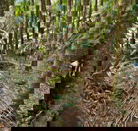 Palm Forest Walking Track - 1 Gold Coast