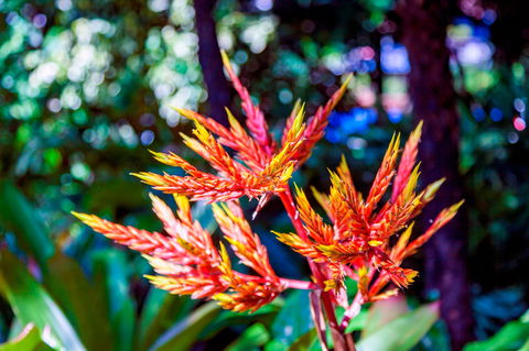Queens Gardens - Gold Coast 4U 2