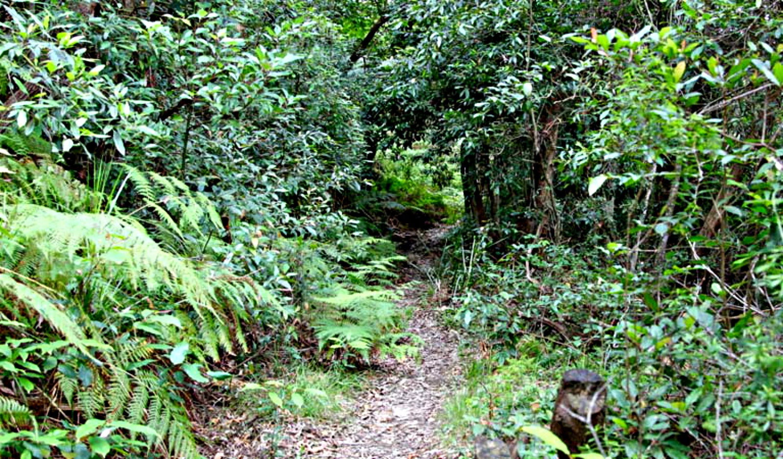 Seaforth NSW 1 Gold Coast