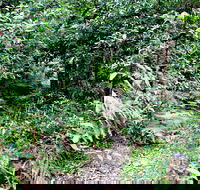 Seaforth Oval to Natural Bridge Track - Accommodation Gold Coast